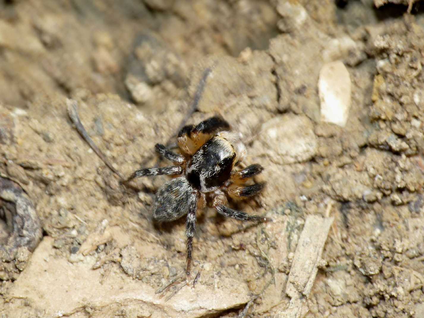 Salticidae zampe massicce: Euophrys sulphurea - Tolfa (RM)